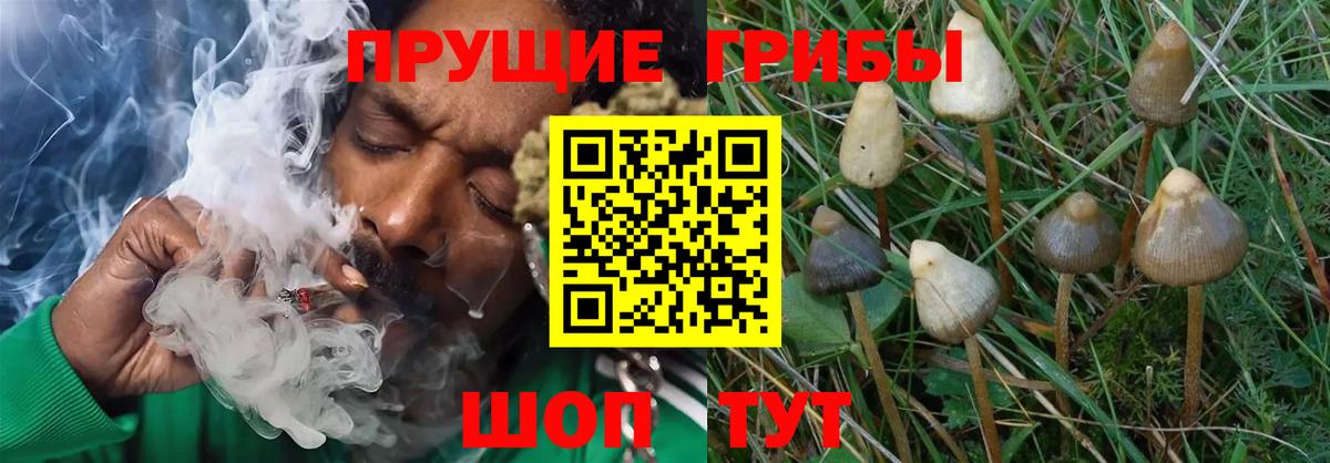 Галлюциногенные грибы GOLDEN TEACHER Гусев